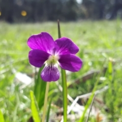 Viola betonicifolia at Yaouk, NSW - suppressed