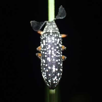 Unidentified Weevil (Curculionoidea) at Brunswick Heads, NSW - 3 Oct 2023 by coddiwompler