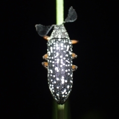 Unidentified Weevil (Curculionoidea) at Brunswick Heads, NSW - 3 Oct 2023 by coddiwompler