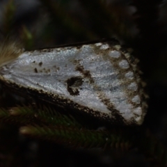 Epicoma melanosticta (Common Epicoma) at Brunswick Heads, NSW - 12 Oct 2023 by coddiwompler
