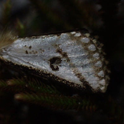 Epicoma melanosticta (Common Epicoma) at Brunswick Heads, NSW - 12 Oct 2023 by coddiwompler