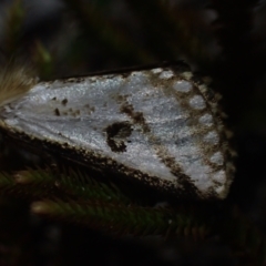 Unidentified Noctuoid moth (except Arctiinae) at Brunswick Heads, NSW - 12 Oct 2023 by coddiwompler