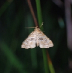 Unidentified Pyralid or Snout Moth (Pyralidae & Crambidae) at Wallum - 12 Oct 2023 by coddiwompler