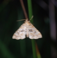 Musotima acrias at Brunswick Heads, NSW - 12 Oct 2023 06:23 PM