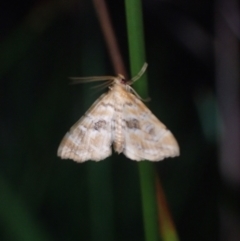 Musotima acrias at Brunswick Heads, NSW - 12 Oct 2023 06:23 PM