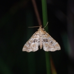 Musotima acrias at Brunswick Heads, NSW - 12 Oct 2023 06:23 PM