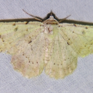 Aeolochroma quadrilinea at Sheldon, QLD - suppressed