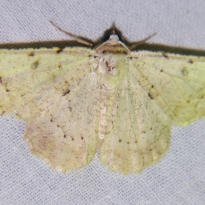 Aeolochroma quadrilinea (A Geometer moth) at Sheldon, QLD - 22 Sep 2007 by PJH123