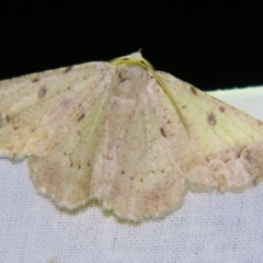 Aeolochroma quadrilinea at Sheldon, QLD - suppressed