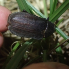 Unidentified Scarab beetle (Scarabaeidae) at Brunswick Heads, NSW - 12 Oct 2023 by coddiwompler