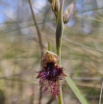 Calochilus platychilus (Purple Beard Orchid) at Captains Flat, NSW - 17 Oct 2023 by Csteele4