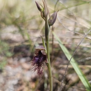 Calochilus platychilus at Captains Flat, NSW - 17 Oct 2023