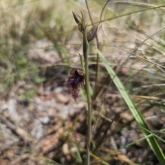 Calochilus platychilus at Captains Flat, NSW - suppressed