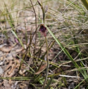 Calochilus platychilus at Captains Flat, NSW - 17 Oct 2023