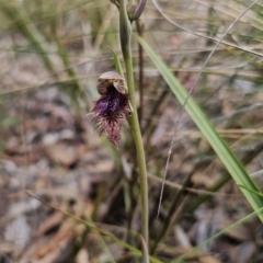 Calochilus platychilus at Captains Flat, NSW - 17 Oct 2023