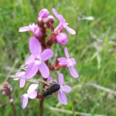 Stylidium sp. (Trigger Plant) at Yaouk, NSW - 6 Dec 2022 by JARS