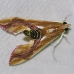 Agathodes ostentalis (Coral Tree Moth) at Sheldon, QLD - 22 Sep 2007 by PJH123