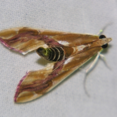 Agathodes ostentalis (Coral Tree Moth) at Sheldon, QLD - 22 Sep 2007 by PJH123