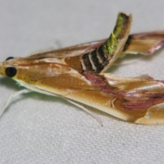 Agathodes ostentalis at Sheldon, QLD - 22 Sep 2007