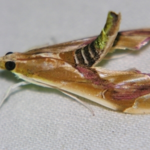 Agathodes ostentalis at Sheldon, QLD - 22 Sep 2007