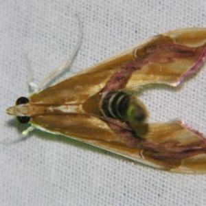 Agathodes ostentalis at Sheldon, QLD - 22 Sep 2007