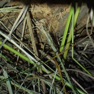 Litoria nasuta at Wallum - 12 Oct 2023