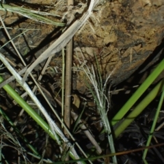 Litoria nasuta at Wallum - 12 Oct 2023