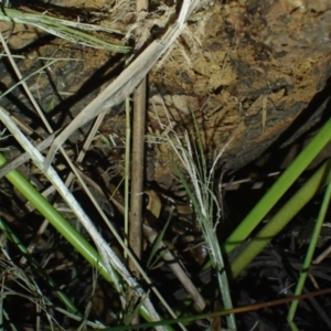 Litoria nasuta at Wallum - 12 Oct 2023 06:31 PM