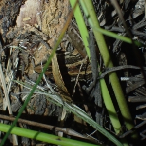 Litoria nasuta at Wallum - 12 Oct 2023