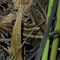 Litoria nasuta at Wallum - 12 Oct 2023