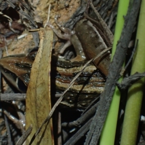 Litoria nasuta at Wallum - 12 Oct 2023 06:31 PM