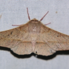 Antictenia punctunculus (A geometer moth) at Sheldon, QLD - 22 Sep 2007 by PJH123