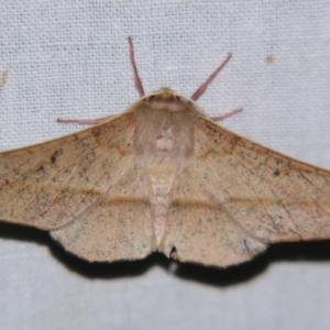 Antictenia punctunculus at Sheldon, QLD - suppressed