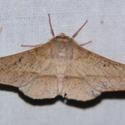 Antictenia punctunculus (A geometer moth) at Sheldon, QLD - 22 Sep 2007 by PJH123