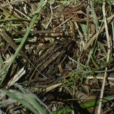 Limnodynastes peronii (Brown-striped Frog) at Brunswick Heads, NSW - 12 Oct 2023 by coddiwompler