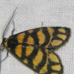 Asura lydia (Lydia Lichen Moth) at Sheldon, QLD - 22 Sep 2007 by PJH123