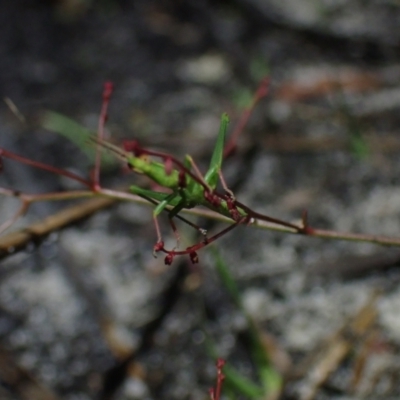 Acrididae sp. (family) at Wallum - 12 Oct 2023 by coddiwompler