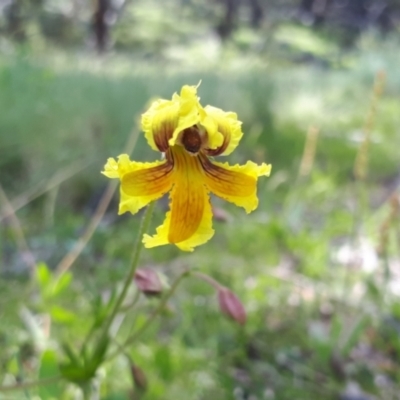 Goodenia paradoxa (Spur Goodenia) at Yaouk, NSW - 30 Nov 2021 by JARS