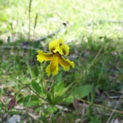 Goodenia paradoxa at Yaouk, NSW - 30 Nov 2021