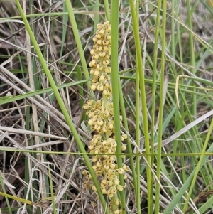 Lomandra filiformis subsp. coriacea at Belconnen, ACT - 15 Oct 2023