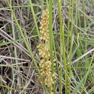 Lomandra filiformis subsp. coriacea at Belconnen, ACT - 15 Oct 2023 03:30 PM