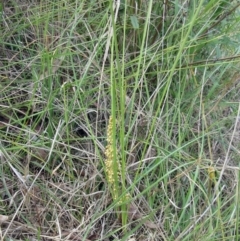 Lomandra filiformis subsp. coriacea at Belconnen, ACT - 15 Oct 2023