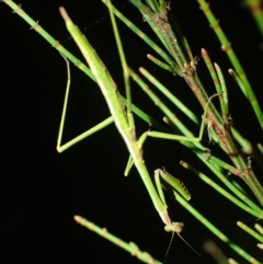 Unidentified Praying mantis (Mantodea) at Brunswick Heads, NSW - 12 Oct 2023 by coddiwompler