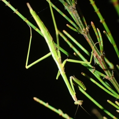 Unidentified Praying mantis (Mantodea) at Brunswick Heads, NSW - 12 Oct 2023 by coddiwompler