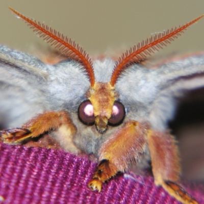 Opodiphthera eucalypti (Emperor Gum Moth) at Sheldon, QLD - 22 Sep 2007 by PJH123