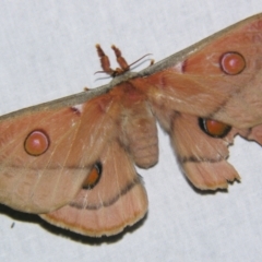 Opodiphthera eucalypti at Sheldon, QLD - suppressed