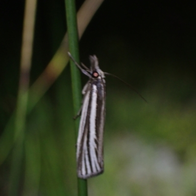 Crambidae sp. (family) at Brunswick Heads, NSW - 12 Oct 2023 by coddiwompler