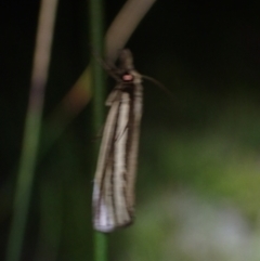 Ubida ramostriellus at Brunswick Heads, NSW - 12 Oct 2023 07:13 PM