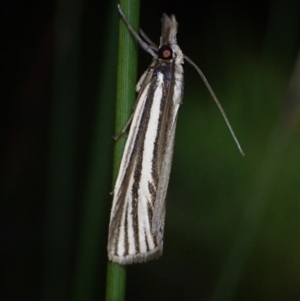 Ubida ramostriellus at Brunswick Heads, NSW - 12 Oct 2023 07:13 PM