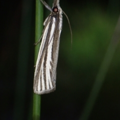Ubida ramostriellus at Brunswick Heads, NSW - 12 Oct 2023 07:13 PM